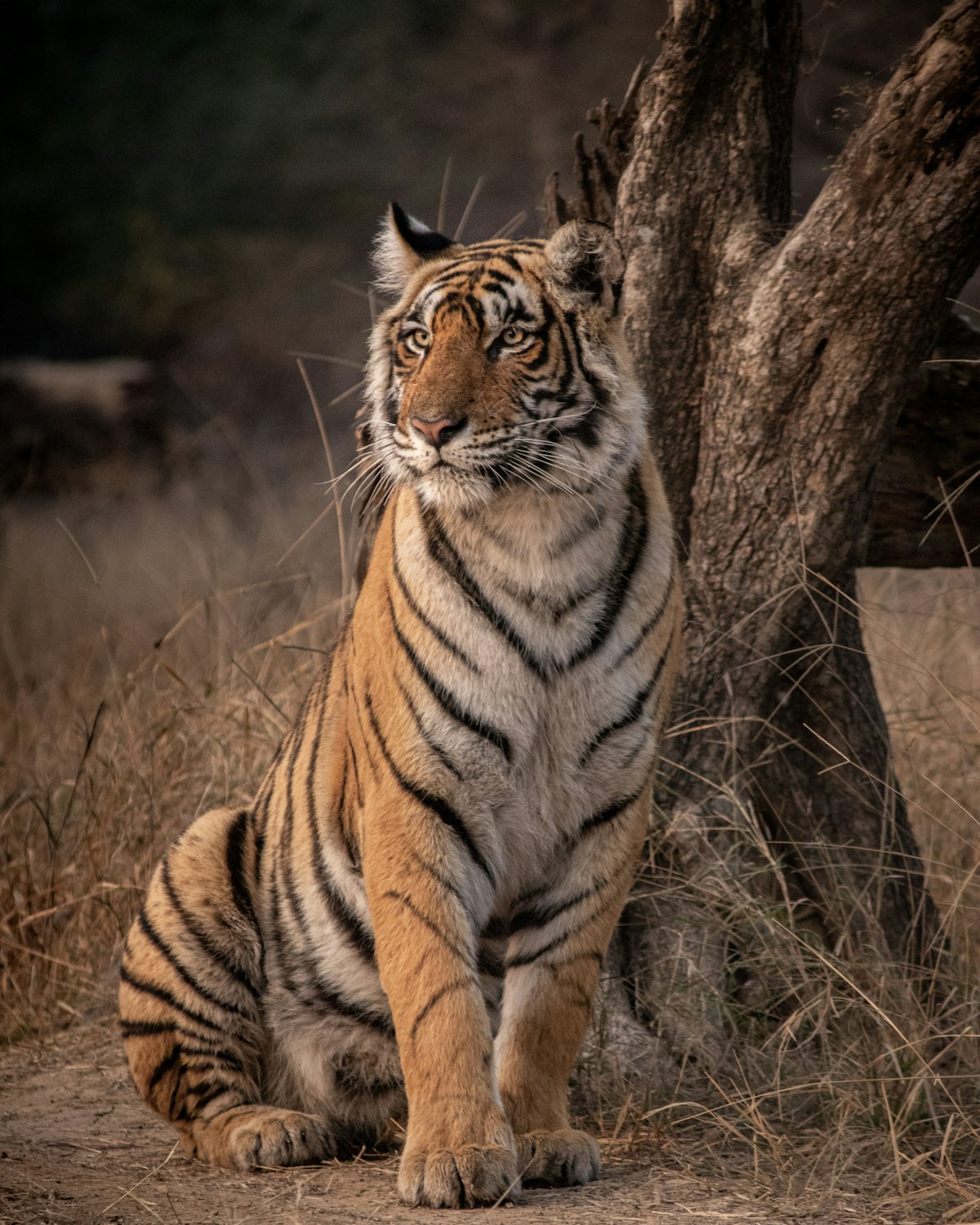 Taxi Hire For Golden Triangle With Ranthambore